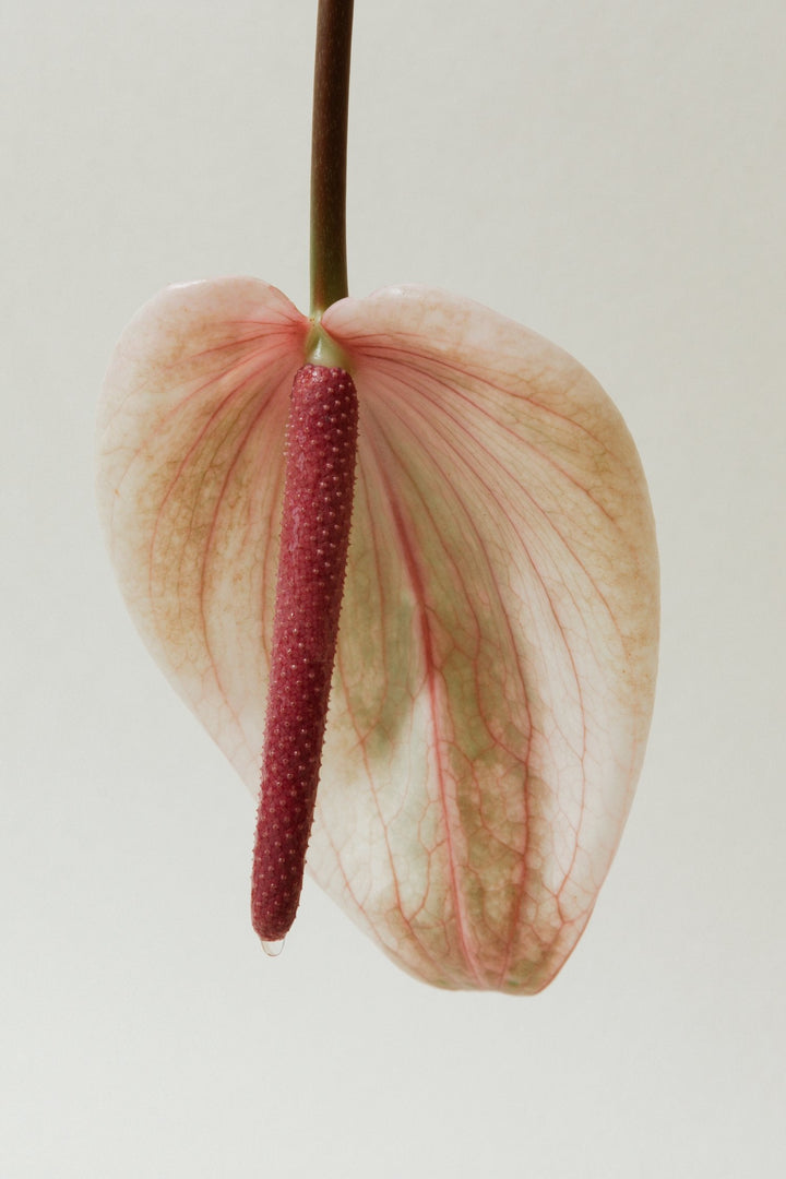 Bloomi's alternative romantic gifts guide: gift your partner an unforgettable experience