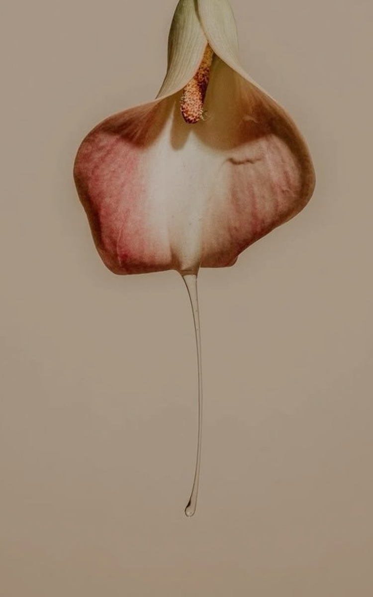 <p>“Bloomii is a clean, intimate care brand designed for all bodies and founded by a sexologist. They make highly-rated sexual wellness products that reviewers love.”</p>